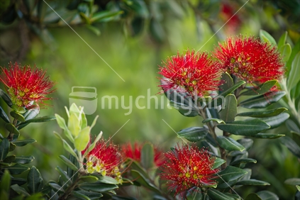 pohutukawa flowers with green background