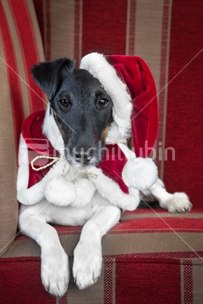 Dog at Christmas