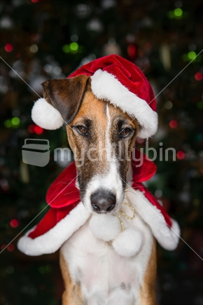 Dog at Christmas