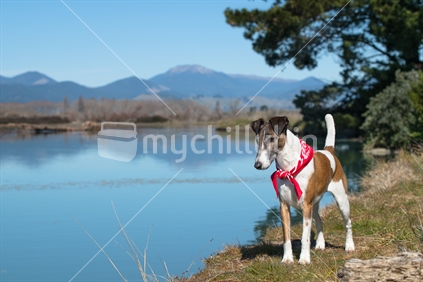 Dog standing on bank beside water, limited depth of field