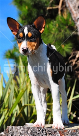 Tri Coloured Basenji Puppy with native NZ flax in the background
