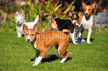 Basenji puppy with friends in the background