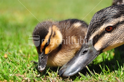Duckling with mother duck