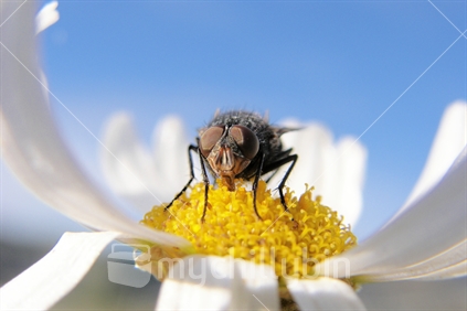 Macro fly on daisy
