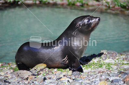 Young NZ Fur seal sitting on waters edge of rock pool