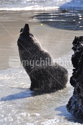 Seal shaking water off