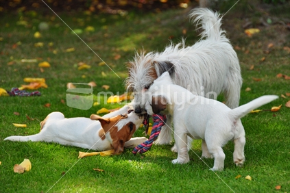 Jack Russell playing with pups