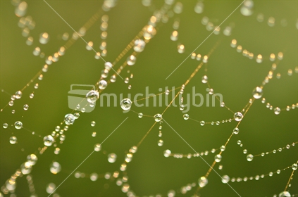 Raindrops on delicate spiders web glisten in the sunlight