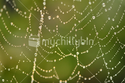Raindrops on delicate spiders web glisten in the sunlight