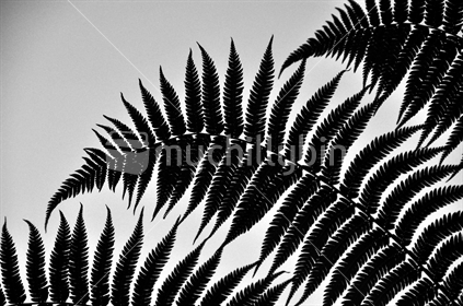 Black and white fern leaves