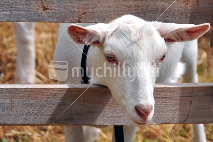 Goat with head through fence