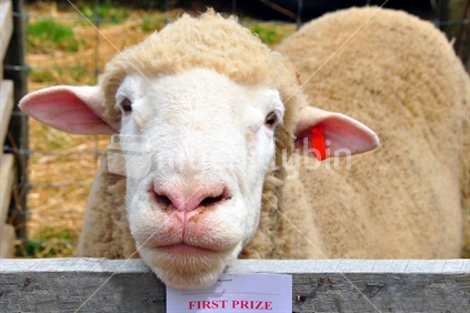 Sheep at A & P Show, New Zealand