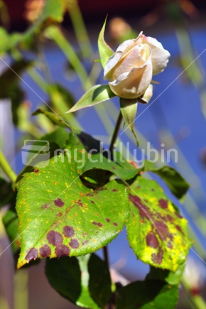 Rose with black spot