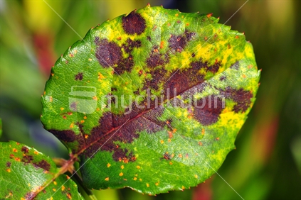 Black spot on Rose leaf
