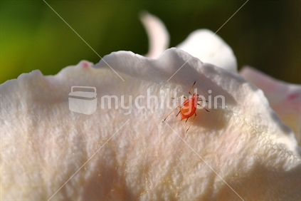 Aphid on Rose petal