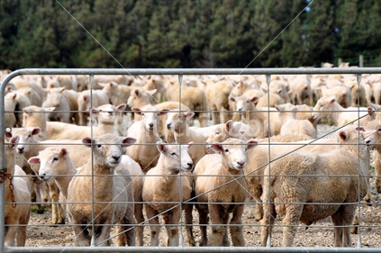 Sheep waiting at farm gate, New Zealand