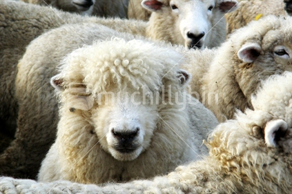 Shaggy sheep on farm, New Zealand icon