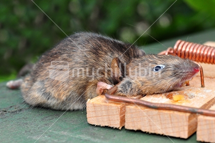 Mouse caught in mousetrap