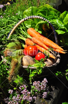 Basket of home grown vegetables sitting in herb patch