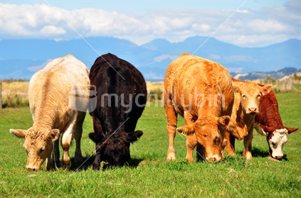 Four different coloured cattle in paddock, New Zealand