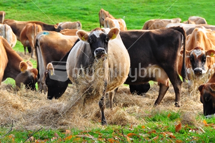 Pregnant Jersey cows eating hay, New Zealand