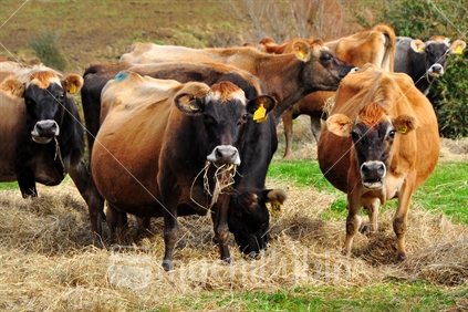 Pregnant Jersey cows eating Hay, New Zealand