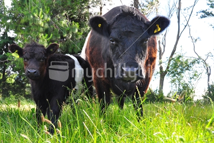 Belted Galloway cow and calf