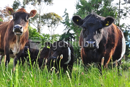 Group of cows and calves