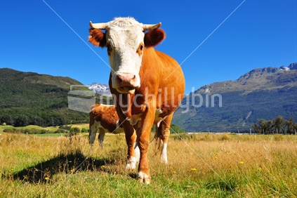 Simmental cow in New Zealands picturesque landscape