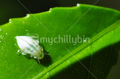 spittle bug on leaf