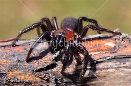 Large Black Tunnel Web spider on log