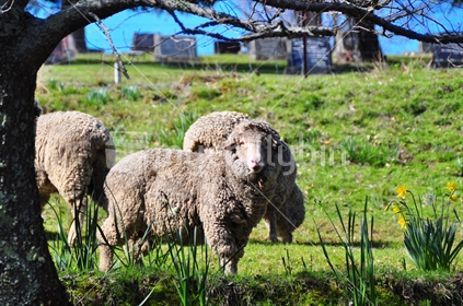Final Resting Place; Merino sheep in New Zealand paddock beside cemetery. 