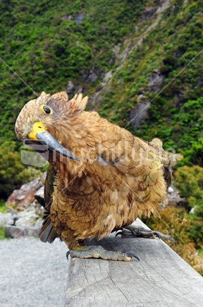 Stardom; New Zealand Vain & Cheeky Kea Dancing to his Reflection in the  Camera Lens.