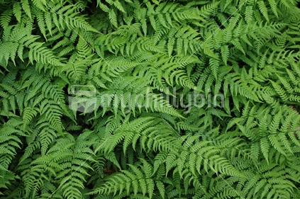 New Zealand ferns covering forest floor
