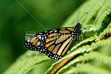 Monarch butterfly resting on a punga fern
