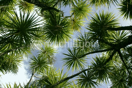 Cabbage tree mosaic against sky