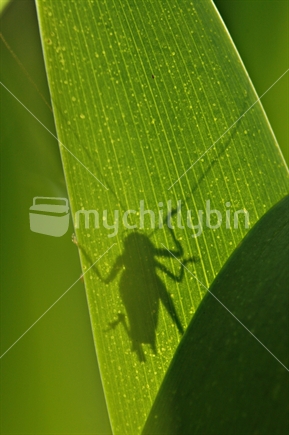 Common Field Grasshopper (also called Tussock Katydid) on a leaf