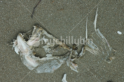 Dead snapper on beach at Marahangi Regional Reserve
 