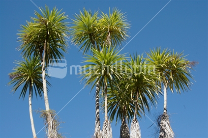Cabbage trees, New Zealand native plant