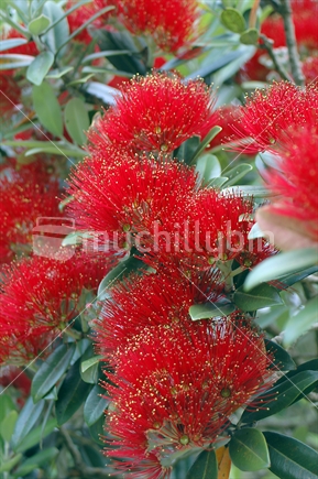 Red blossoming flowers of pohutukawa, New Zealand Christmas tree