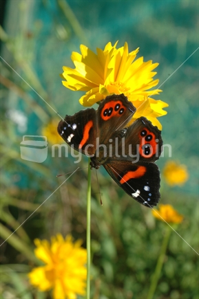 New Zealand Red Admiral Butterfly feeding from Coreopsis flowers. 
The red admiral is one of New Zealand’s most colourful butterflies.