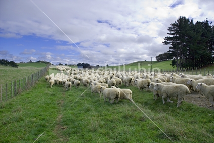 Running sheep