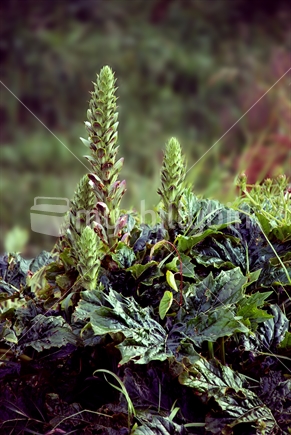 Group of green plants
