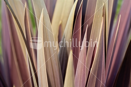 Abstract of young red cabbage tree leaves.