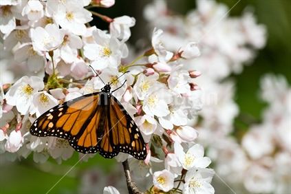 Monarch butterfly on Spring blossom
