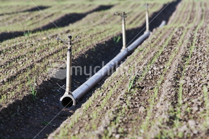 Irrigation pipe in onion field at spring time