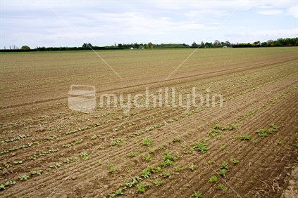 Field of just emerged brassicas (cabbage family) in spring. Some thistles in the foreground.
