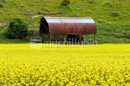 Field of rapeseed (canola) in spring
