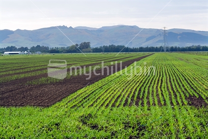 Newly sown and germinated fields in spring