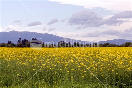 Field of rapeseed (canola) in Spring.
